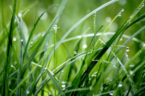 谷雨|春漸遠(yuǎn)，夏將至